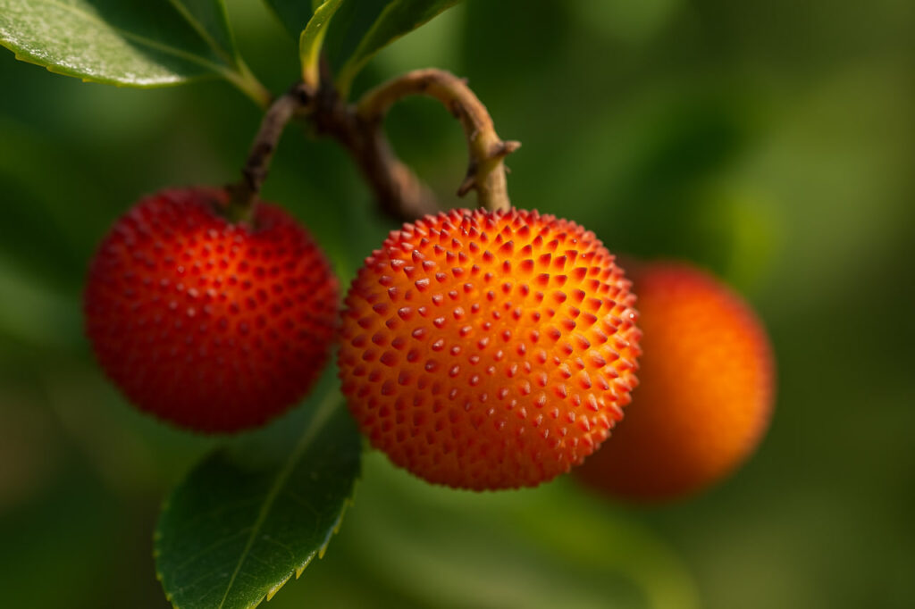 Крупным планом зрелые красные и оранжевые плоды земляничного дерева Arbutus unedo среди зелёных листьев в солнечном свете