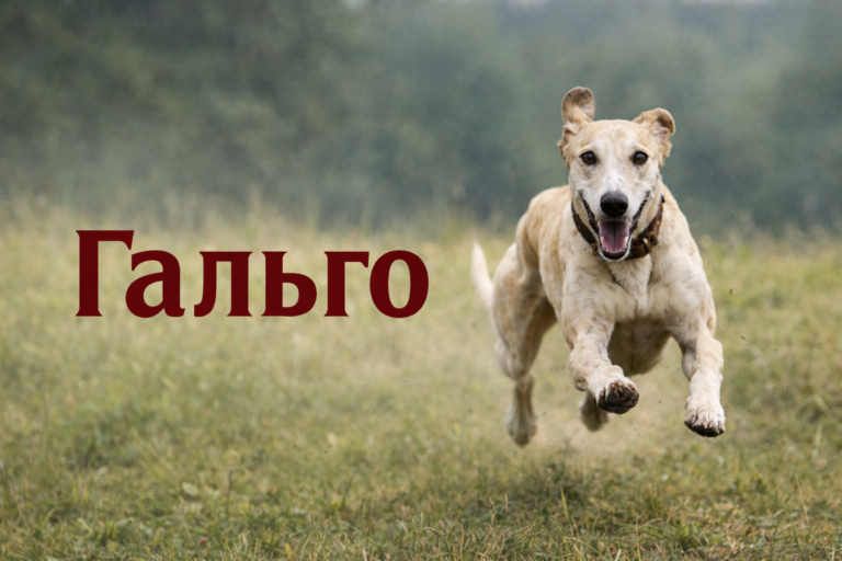 Испанская борзая — гальго (Galgo español) Гальго бежит прямо на зрителя по зелёному лугу, на фоне размытого леса, слева крупная надпись «Гальго».