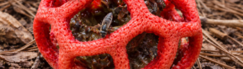 Решёточник красный (Clathrus ruber) на Монтгó в Дении среди хвои