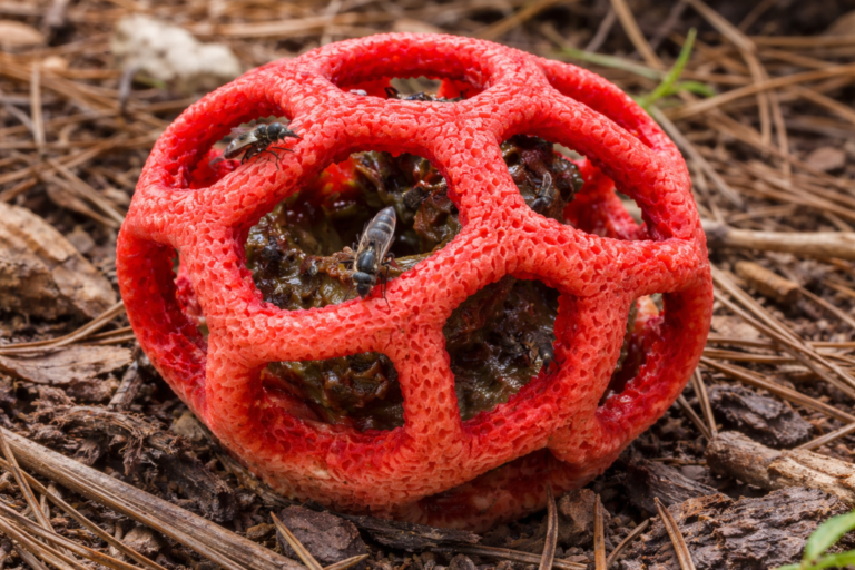 Гриб-вонючка на Монтго (Дения) Решёточник красный (Clathrus ruber) на Монтгó в Дении среди хвои