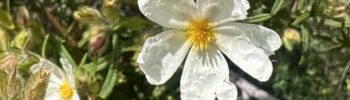 Белый ладанник (Cistus salviifolius) на Монтго с жёлтой серединой цветка