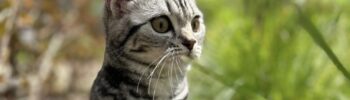 Серый полосатый кот на поводке на улице в зелёной траве