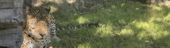 Цейлонский леопард Негомбо в BIOPARC Valencia за несколько недель до смерти