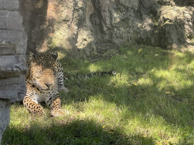Негомбо больше нет: история легендарного леопарда BIOPARC Valencia Цейлонский леопард Негомбо в BIOPARC Valencia за несколько недель до смерти