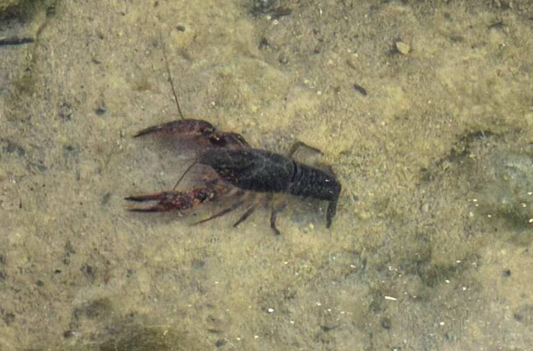 Американский красный рак Procambarus clarkii в пресной воде в районе Дении. Фото: Наталья Михайлова