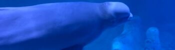 Белуха в Океанографике Валенсии (Oceanogràfic de València)