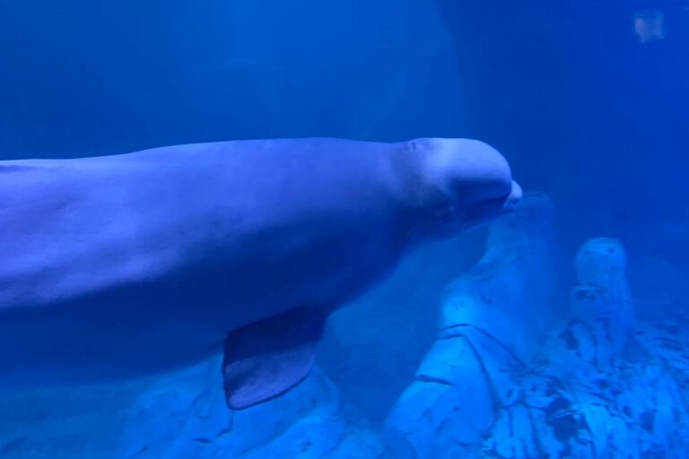 Океанографик Валенсии (Oceanogràfic de València) встречает двух белух и четырёх дельфиноф из Канады Белуха в Океанографике Валенсии (Oceanogràfic de València)